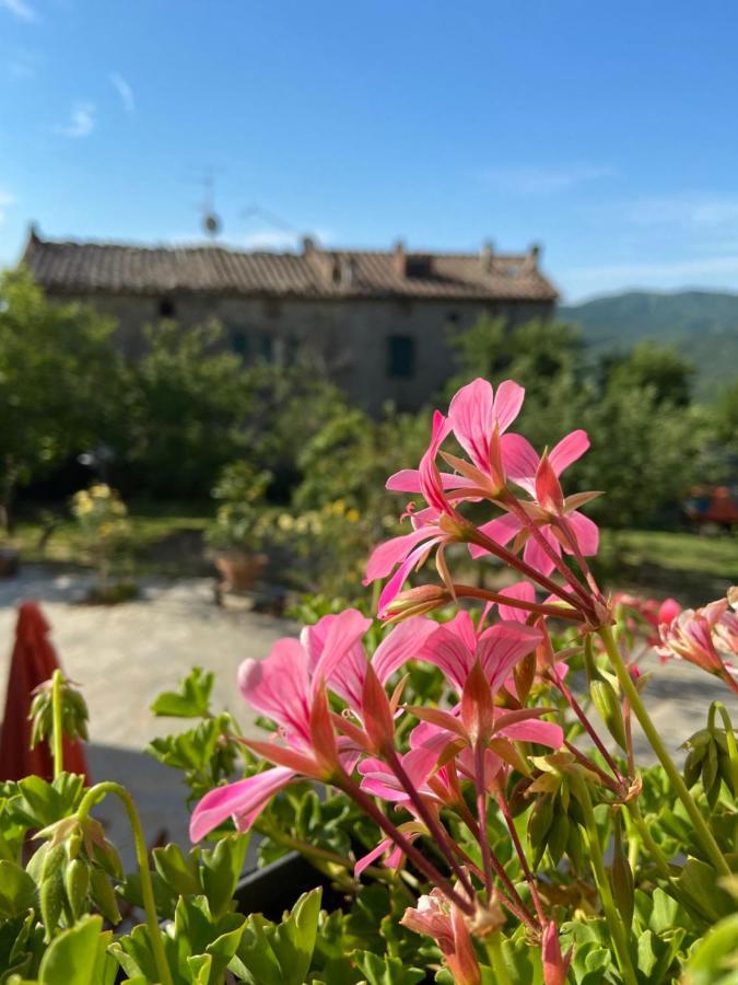 Agriturismo La Via Dell'Oliviera Ciciano Εξωτερικό φωτογραφία